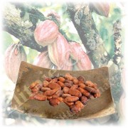 Какао бобы высокой категории качества