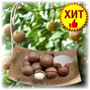 Орех Макадамия (Macadamia) в скорлупе