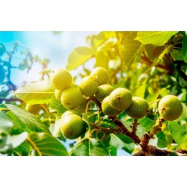 Орех Макадамия (Macadamia) в скорлупе